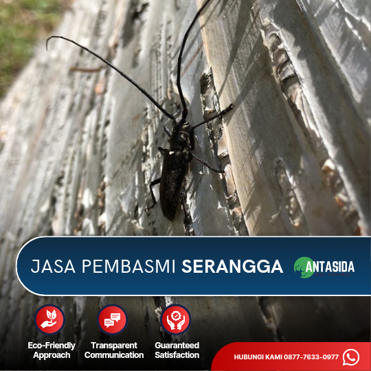 Jasa Pembasmi Serangga