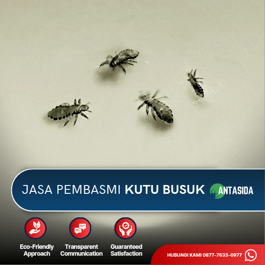 Jasa Pembasmi Kutu Busuk