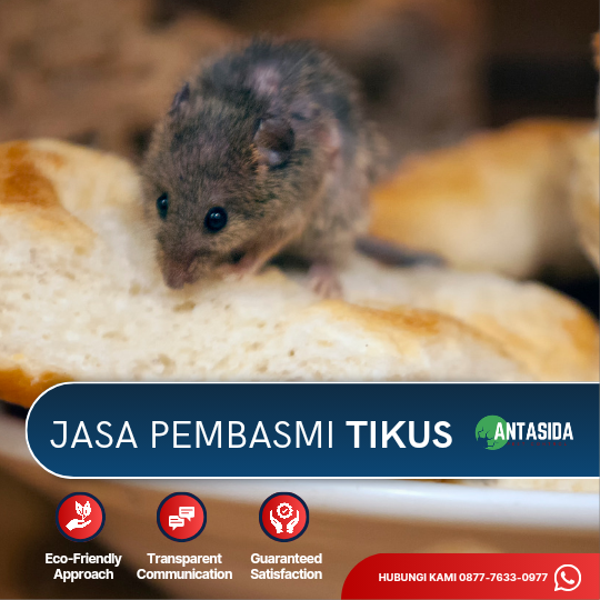 Jasa Pembasmi Tikus